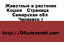 Животные и растения Кошки - Страница 2 . Самарская обл.,Чапаевск г.